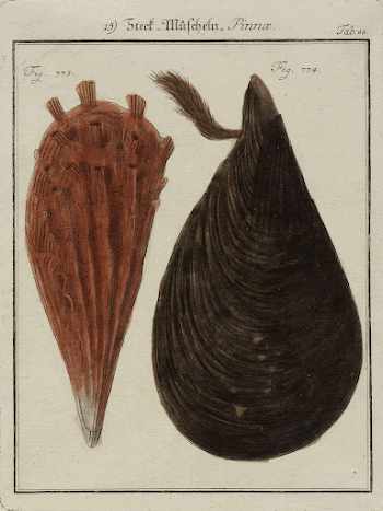 brown mussel at right, rust-reddish | Free Photo - rawpixel
