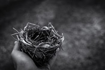 brown nest on person hand