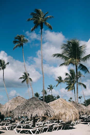 Brown Nipa Huts And Green Palm Trees