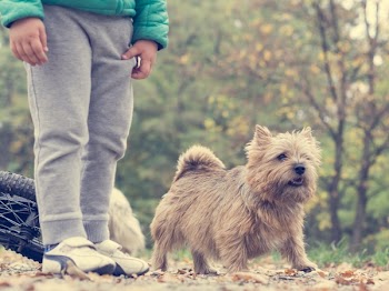 Brown Norwich Terrier on Outdoors