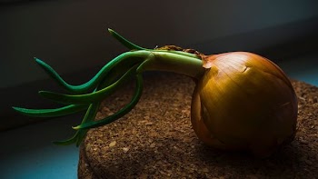 brown onion with green sprout