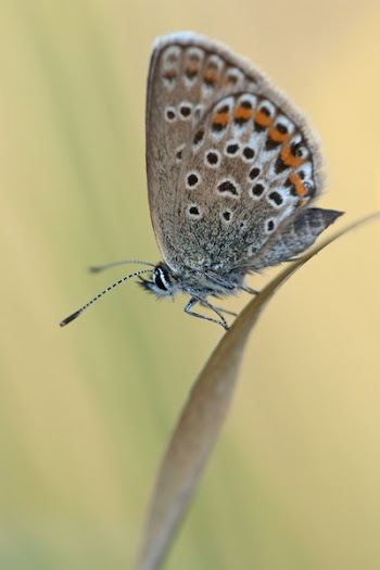 Brown Orange Butterfly