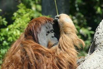 Brown Orangutan