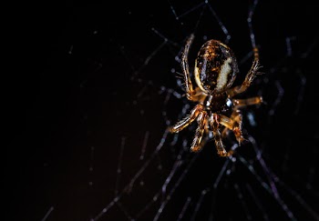 Brown Orb Weaving Spider