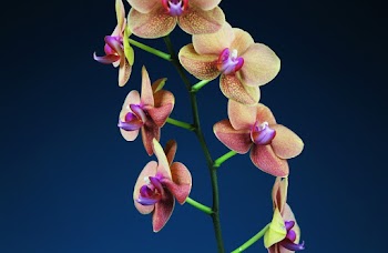 Brown Orchid Flower
