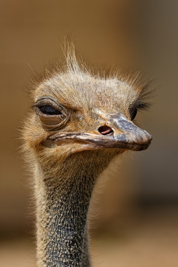 Brown Ostrich