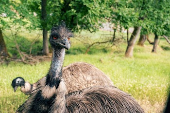 Brown Ostrich