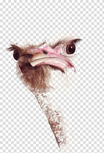 Brown ostrich head illustration, Common ostrich Bird Watercolor painting Drawing, ostrich transparent background PNG clipart
