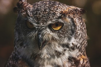 Brown Owl