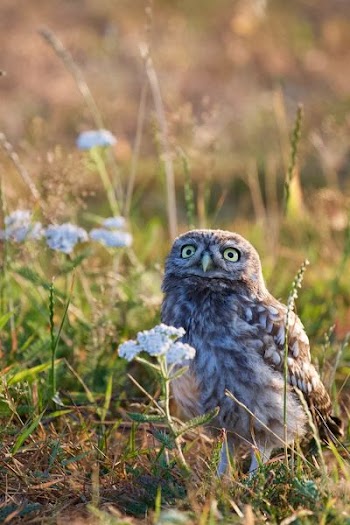 brown owl beside white petaled flower