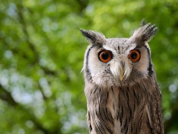 brown owl in shallow focus shot