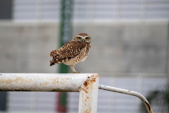 Brown Owl on White Metal Goalie