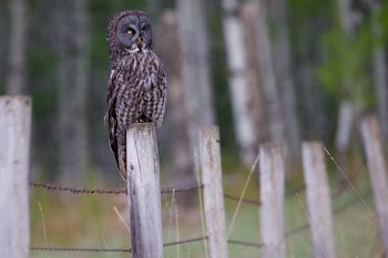brown owl on wooden post