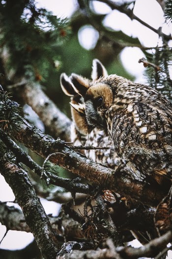 Brown Owl Perched On Tree Branch