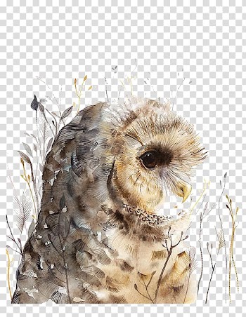 Brown owl portrait , Owl Watercolor painting Art, Watercolor painted owl transparent background PNG clipart