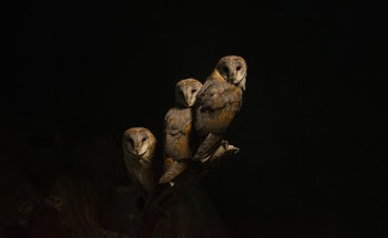 Brown Owls on A Tree Branch