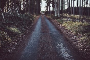 brown pathway between trees at daytime
