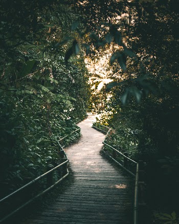 Brown Pathway Surrounded by Trees