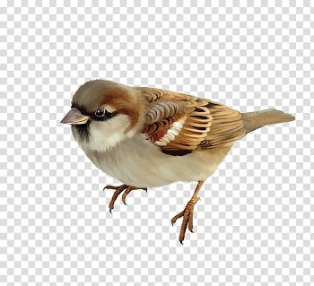 Brown pelican House Sparrow Bird , Sparrow Painting transparent background PNG clipart