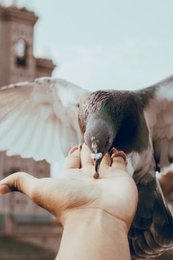 brown pellet on person's palm about to be eaten by pigeon
