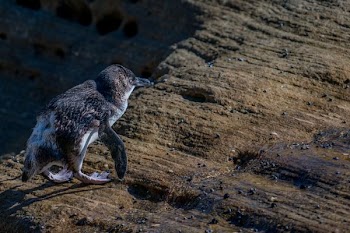 brown penguin walking on brown floor