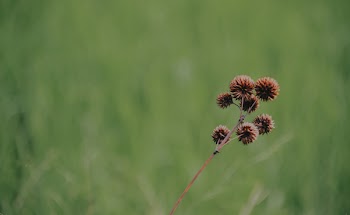 Brown Petaled Floweer