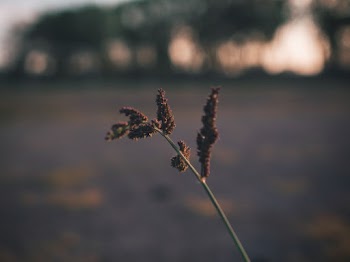 Brown-petaled Flower