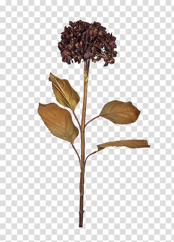 Brown petaled flower , Flower Vecteur Button, Dry flower deduction button transparent background PNG clipart