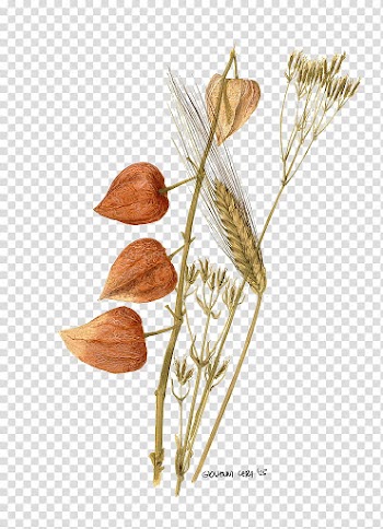 Brown physallis fruit transparent background PNG clipart