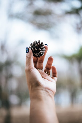 Brown Pine Cone