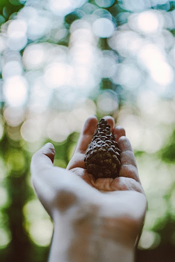 Brown Pine Cone