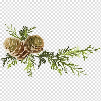 Brown pine cone illustration, Pine Conifer cone Leaf, Pine needles and pine cones transparent background PNG clipart