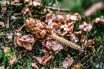 Brown Pine Cone on Green Grass