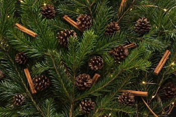 brown pine cones in pine tree