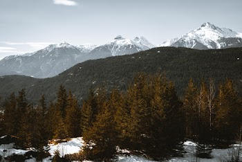 Brown Pine Trees
