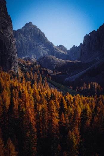 Brown Pine Trees Near Mountains