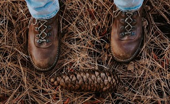 brown pinecone