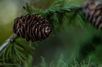 Brown Pinecone