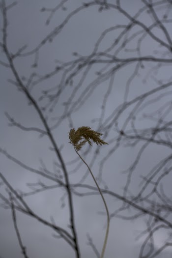 Brown Plant