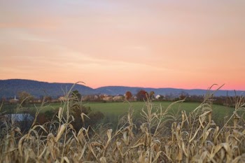 brown plant near green grass field at golden hour