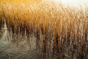 brown plant on body of water
