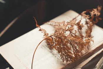 Brown Plant on Top of Book