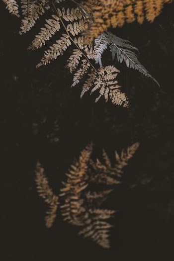 brown plants