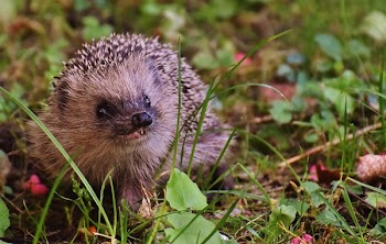 Brown Porcupine on Green Grass Close-up Photography