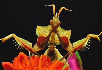 Brown Praying Mantis Close-up Photo