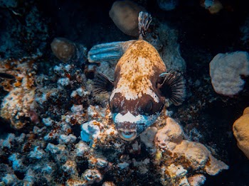 Brown Puffer Fish