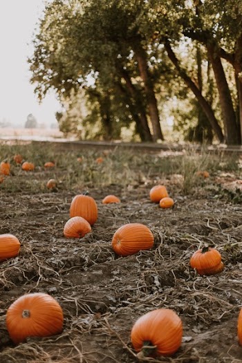 Brown Pumpkins on Brown Field