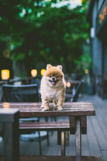brown puppy on brown table