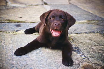 Brown Puppy on Concrete Path