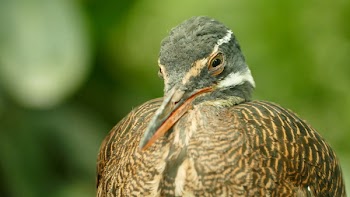 Brown Quail